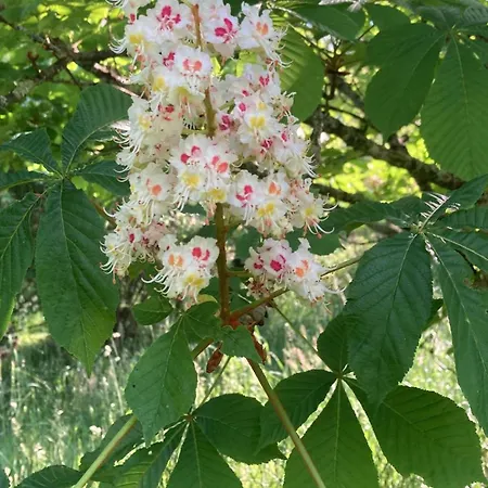 The Cowshed Chassiecq